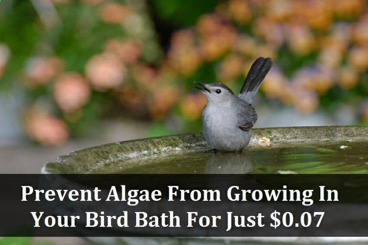 How To Prevent Algae From Growing In Your Birdbath