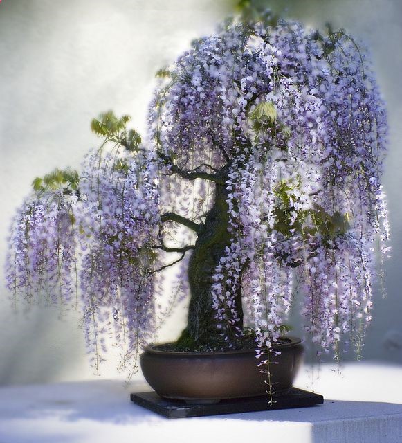 Wisteria ~ Bonsai… This is so pretty!!!