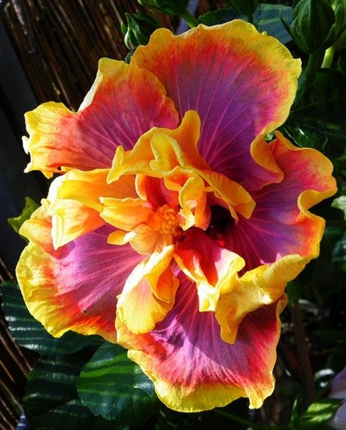 Magic Hibiscus Gator