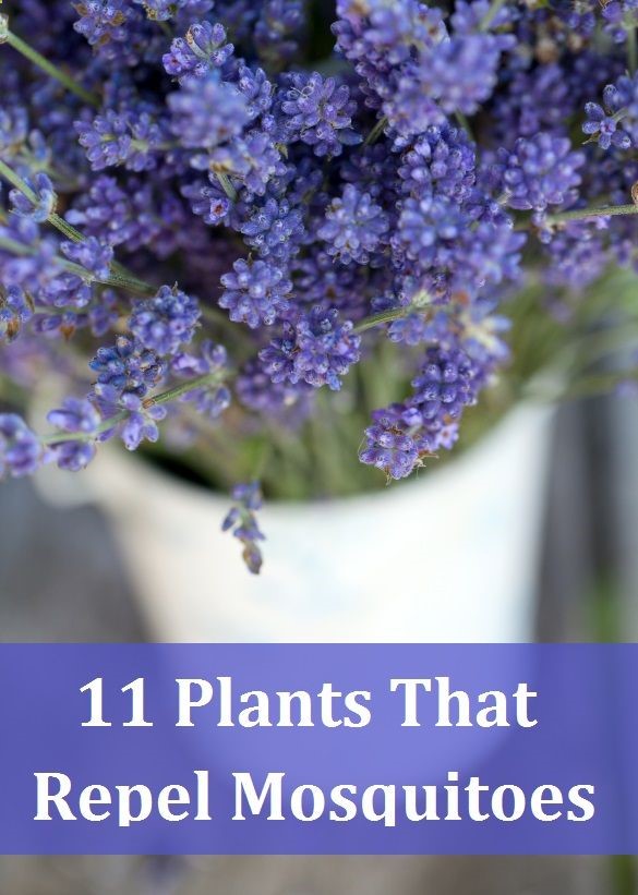 Plant a garden full of mosquito repelling plants so you can actually enjoy being outdoors :)