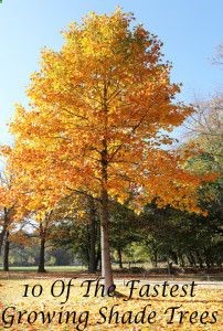 10 Of the fastest growing shade trees